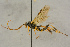  ( - BC-ZSM-HYM-27444-F02)  @11 [ ] CreativeCommons - Attribution Non-Commercial Share-Alike (2016) SNSB, Staatliche Naturwissenschaftliche Sammlungen Bayerns ZSM (SNSB, Zoologische Staatssammlung Muenchen)
