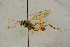  ( - BC-ZSM-HYM-27444-F04)  @11 [ ] CreativeCommons - Attribution Non-Commercial Share-Alike (2016) SNSB, Staatliche Naturwissenschaftliche Sammlungen Bayerns ZSM (SNSB, Zoologische Staatssammlung Muenchen)