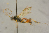  ( - BC-ZSM-HYM-27444-F05)  @11 [ ] CreativeCommons - Attribution Non-Commercial Share-Alike (2016) SNSB, Staatliche Naturwissenschaftliche Sammlungen Bayerns ZSM (SNSB, Zoologische Staatssammlung Muenchen)