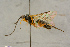  (Campodorus abietinus - BC-ZSM-HYM-27444-F10)  @12 [ ] CreativeCommons - Attribution Non-Commercial Share-Alike (2016) SNSB, Staatliche Naturwissenschaftliche Sammlungen Bayerns ZSM (SNSB, Zoologische Staatssammlung Muenchen)
