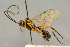  ( - BC-ZSM-HYM-27444-F11)  @11 [ ] CreativeCommons - Attribution Non-Commercial Share-Alike (2016) SNSB, Staatliche Naturwissenschaftliche Sammlungen Bayerns ZSM (SNSB, Zoologische Staatssammlung Muenchen)