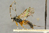  ( - BC-ZSM-HYM-27444-F12)  @11 [ ] CreativeCommons - Attribution Non-Commercial Share-Alike (2016) SNSB, Staatliche Naturwissenschaftliche Sammlungen Bayerns ZSM (SNSB, Zoologische Staatssammlung Muenchen)