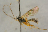  ( - BC-ZSM-HYM-27444-G01)  @11 [ ] CreativeCommons - Attribution Non-Commercial Share-Alike (2016) SNSB, Staatliche Naturwissenschaftliche Sammlungen Bayerns ZSM (SNSB, Zoologische Staatssammlung Muenchen)