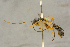  (Campodorus astutus - BC-ZSM-HYM-27444-G02)  @11 [ ] CreativeCommons - Attribution Non-Commercial Share-Alike (2016) SNSB, Staatliche Naturwissenschaftliche Sammlungen Bayerns ZSM (SNSB, Zoologische Staatssammlung Muenchen)