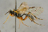  (Campodorus clypealis - BC-ZSM-HYM-27444-G04)  @11 [ ] CreativeCommons - Attribution Non-Commercial Share-Alike (2016) SNSB, Staatliche Naturwissenschaftliche Sammlungen Bayerns ZSM (SNSB, Zoologische Staatssammlung Muenchen)