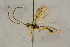  (Anoncus linitus - BC-ZSM-HYM-27444-G05)  @11 [ ] CreativeCommons - Attribution Non-Commercial Share-Alike (2016) SNSB, Staatliche Naturwissenschaftliche Sammlungen Bayerns ZSM (SNSB, Zoologische Staatssammlung Muenchen)