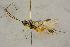  ( - BC-ZSM-HYM-27444-G06)  @11 [ ] CreativeCommons - Attribution Non-Commercial Share-Alike (2016) SNSB, Staatliche Naturwissenschaftliche Sammlungen Bayerns ZSM (SNSB, Zoologische Staatssammlung Muenchen)
