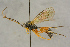  ( - BC-ZSM-HYM-27444-G07)  @13 [ ] CreativeCommons - Attribution Non-Commercial Share-Alike (2016) SNSB, Staatliche Naturwissenschaftliche Sammlungen Bayerns ZSM (SNSB, Zoologische Staatssammlung Muenchen)