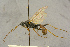  (Campodorus epachthoides - BC-ZSM-HYM-27444-G08)  @11 [ ] CreativeCommons - Attribution Non-Commercial Share-Alike (2016) SNSB, Staatliche Naturwissenschaftliche Sammlungen Bayerns ZSM (SNSB, Zoologische Staatssammlung Muenchen)