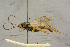  ( - BC-ZSM-HYM-27444-G09)  @11 [ ] CreativeCommons - Attribution Non-Commercial Share-Alike (2016) SNSB, Staatliche Naturwissenschaftliche Sammlungen Bayerns ZSM (SNSB, Zoologische Staatssammlung Muenchen)