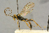  ( - BC-ZSM-HYM-27444-G10)  @11 [ ] CreativeCommons - Attribution Non-Commercial Share-Alike (2016) SNSB, Staatliche Naturwissenschaftliche Sammlungen Bayerns ZSM (SNSB, Zoologische Staatssammlung Muenchen)