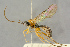 (Campodorus holmgreni - BC-ZSM-HYM-27444-G11)  @11 [ ] CreativeCommons - Attribution Non-Commercial Share-Alike (2016) SNSB, Staatliche Naturwissenschaftliche Sammlungen Bayerns ZSM (SNSB, Zoologische Staatssammlung Muenchen)