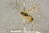  ( - BC-ZSM-HYM-27444-G12)  @11 [ ] CreativeCommons - Attribution Non-Commercial Share-Alike (2016) SNSB, Staatliche Naturwissenschaftliche Sammlungen Bayerns ZSM (SNSB, Zoologische Staatssammlung Muenchen)