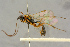  ( - BC-ZSM-HYM-27444-H02)  @11 [ ] CreativeCommons - Attribution Non-Commercial Share-Alike (2016) SNSB, Staatliche Naturwissenschaftliche Sammlungen Bayerns ZSM (SNSB, Zoologische Staatssammlung Muenchen)