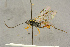  ( - BC-ZSM-HYM-27444-H04)  @13 [ ] CreativeCommons - Attribution Non-Commercial Share-Alike (2016) SNSB, Staatliche Naturwissenschaftliche Sammlungen Bayerns ZSM (SNSB, Zoologische Staatssammlung Muenchen)