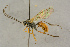  ( - BC-ZSM-HYM-27444-H05)  @11 [ ] CreativeCommons - Attribution Non-Commercial Share-Alike (2016) SNSB, Staatliche Naturwissenschaftliche Sammlungen Bayerns ZSM (SNSB, Zoologische Staatssammlung Muenchen)