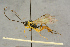  (Campodorus hamulus - BC-ZSM-HYM-27444-H06)  @13 [ ] CreativeCommons - Attribution Non-Commercial Share-Alike (2016) SNSB, Staatliche Naturwissenschaftliche Sammlungen Bayerns ZSM (SNSB, Zoologische Staatssammlung Muenchen)