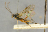  (Mesoleius filicornis - BC-ZSM-HYM-27444-H10)  @14 [ ] CreativeCommons - Attribution Non-Commercial Share-Alike (2016) SNSB, Staatliche Naturwissenschaftliche Sammlungen Bayerns ZSM (SNSB, Zoologische Staatssammlung Muenchen)