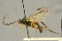  (Campodorus ciliator - BC-ZSM-HYM-27445-A01)  @11 [ ] CreativeCommons - Attribution Non-Commercial Share-Alike (2016) SNSB, Staatliche Naturwissenschaftliche Sammlungen Bayerns ZSM (SNSB, Zoologische Staatssammlung Muenchen)