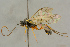  ( - BC-ZSM-HYM-27445-A02)  @11 [ ] CreativeCommons - Attribution Non-Commercial Share-Alike (2016) SNSB, Staatliche Naturwissenschaftliche Sammlungen Bayerns ZSM (SNSB, Zoologische Staatssammlung Muenchen)