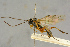  ( - BC-ZSM-HYM-27445-A04)  @11 [ ] CreativeCommons - Attribution Non-Commercial Share-Alike (2016) SNSB, Staatliche Naturwissenschaftliche Sammlungen Bayerns ZSM (SNSB, Zoologische Staatssammlung Muenchen)