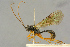  (Campodorus luctuosus - BC-ZSM-HYM-27445-A06)  @11 [ ] CreativeCommons - Attribution Non-Commercial Share-Alike (2016) SNSB, Staatliche Naturwissenschaftliche Sammlungen Bayerns ZSM (SNSB, Zoologische Staatssammlung Muenchen)