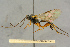  ( - BC-ZSM-HYM-27445-A09)  @11 [ ] CreativeCommons - Attribution Non-Commercial Share-Alike (2016) SNSB, Staatliche Naturwissenschaftliche Sammlungen Bayerns ZSM (SNSB, Zoologische Staatssammlung Muenchen)