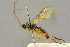  (Campodorus modestus - BC-ZSM-HYM-27445-A12)  @11 [ ] CreativeCommons - Attribution Non-Commercial Share-Alike (2016) SNSB, Staatliche Naturwissenschaftliche Sammlungen Bayerns ZSM (SNSB, Zoologische Staatssammlung Muenchen)