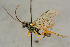  (Campodorus nigridens - BC-ZSM-HYM-27445-B05)  @14 [ ] CreativeCommons - Attribution Non-Commercial Share-Alike (2016) SNSB, Staatliche Naturwissenschaftliche Sammlungen Bayerns ZSM (SNSB, Zoologische Staatssammlung Muenchen)
