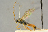  ( - BC-ZSM-HYM-27445-B09)  @11 [ ] CreativeCommons - Attribution Non-Commercial Share-Alike (2016) SNSB, Staatliche Naturwissenschaftliche Sammlungen Bayerns ZSM (SNSB, Zoologische Staatssammlung Muenchen)