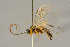  (Campodorus signator - BC-ZSM-HYM-27445-B10)  @11 [ ] CreativeCommons - Attribution Non-Commercial Share-Alike (2016) SNSB, Staatliche Naturwissenschaftliche Sammlungen Bayerns ZSM (SNSB, Zoologische Staatssammlung Muenchen)