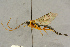  ( - BC-ZSM-HYM-27445-B11)  @13 [ ] CreativeCommons - Attribution Non-Commercial Share-Alike (2016) SNSB, Staatliche Naturwissenschaftliche Sammlungen Bayerns ZSM (SNSB, Zoologische Staatssammlung Muenchen)