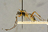 (Campodorus vicinus - BC-ZSM-HYM-27445-C02)  @11 [ ] CreativeCommons - Attribution Non-Commercial Share-Alike (2016) SNSB, Staatliche Naturwissenschaftliche Sammlungen Bayerns ZSM (SNSB, Zoologische Staatssammlung Muenchen)