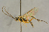  ( - BC-ZSM-HYM-27445-C09)  @11 [ ] CreativeCommons - Attribution Non-Commercial Share-Alike (2016) SNSB, Staatliche Naturwissenschaftliche Sammlungen Bayerns ZSM (SNSB, Zoologische Staatssammlung Muenchen)