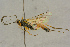  ( - BC-ZSM-HYM-27445-D01)  @13 [ ] CreativeCommons - Attribution Non-Commercial Share-Alike (2016) SNSB, Staatliche Naturwissenschaftliche Sammlungen Bayerns ZSM (SNSB, Zoologische Staatssammlung Muenchen)