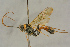  ( - BC-ZSM-HYM-27445-D02)  @11 [ ] CreativeCommons - Attribution Non-Commercial Share-Alike (2016) SNSB, Staatliche Naturwissenschaftliche Sammlungen Bayerns ZSM (SNSB, Zoologische Staatssammlung Muenchen)