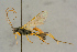  ( - BC-ZSM-HYM-27445-D06)  @15 [ ] CreativeCommons - Attribution Non-Commercial Share-Alike (2016) SNSB, Staatliche Naturwissenschaftliche Sammlungen Bayerns ZSM (SNSB, Zoologische Staatssammlung Muenchen)