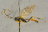  (Lagarotis pubescens - BC-ZSM-HYM-27445-D07)  @15 [ ] CreativeCommons - Attribution Non-Commercial Share-Alike (2016) SNSB, Staatliche Naturwissenschaftliche Sammlungen Bayerns ZSM (SNSB, Zoologische Staatssammlung Muenchen)