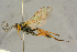  ( - BC-ZSM-HYM-27445-D09)  @11 [ ] CreativeCommons - Attribution Non-Commercial Share-Alike (2016) SNSB, Staatliche Naturwissenschaftliche Sammlungen Bayerns ZSM (SNSB, Zoologische Staatssammlung Muenchen)