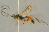  (Lagarotis simulator - BC-ZSM-HYM-27445-D10)  @11 [ ] CreativeCommons - Attribution Non-Commercial Share-Alike (2016) SNSB, Staatliche Naturwissenschaftliche Sammlungen Bayerns ZSM (SNSB, Zoologische Staatssammlung Muenchen)