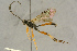  ( - BC-ZSM-HYM-27445-D11)  @11 [ ] CreativeCommons - Attribution Non-Commercial Share-Alike (2016) SNSB, Staatliche Naturwissenschaftliche Sammlungen Bayerns ZSM (SNSB, Zoologische Staatssammlung Muenchen)