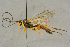  (Lagarotis subalpina - BC-ZSM-HYM-27445-E02)  @11 [ ] CreativeCommons - Attribution Non-Commercial Share-Alike (2016) SNSB, Staatliche Naturwissenschaftliche Sammlungen Bayerns ZSM (SNSB, Zoologische Staatssammlung Muenchen)