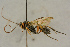  ( - BC-ZSM-HYM-27445-E06)  @11 [ ] CreativeCommons - Attribution Non-Commercial Share-Alike (2016) SNSB, Staatliche Naturwissenschaftliche Sammlungen Bayerns ZSM (SNSB, Zoologische Staatssammlung Muenchen)