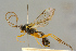  ( - BC-ZSM-HYM-27445-E09)  @11 [ ] CreativeCommons - Attribution Non-Commercial Share-Alike (2016) SNSB, Staatliche Naturwissenschaftliche Sammlungen Bayerns ZSM (SNSB, Zoologische Staatssammlung Muenchen)