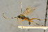  ( - BC-ZSM-HYM-27445-E11)  @11 [ ] CreativeCommons - Attribution Non-Commercial Share-Alike (2016) SNSB, Staatliche Naturwissenschaftliche Sammlungen Bayerns ZSM (SNSB, Zoologische Staatssammlung Muenchen)