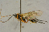  ( - BC-ZSM-HYM-27445-F01)  @11 [ ] CreativeCommons - Attribution Non-Commercial Share-Alike (2016) SNSB, Staatliche Naturwissenschaftliche Sammlungen Bayerns ZSM (SNSB, Zoologische Staatssammlung Muenchen)