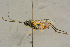  ( - BC-ZSM-HYM-27445-F02)  @11 [ ] CreativeCommons - Attribution Non-Commercial Share-Alike (2016) SNSB, Staatliche Naturwissenschaftliche Sammlungen Bayerns ZSM (SNSB, Zoologische Staatssammlung Muenchen)