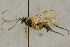  ( - BC-ZSM-HYM-27445-F06)  @11 [ ] CreativeCommons - Attribution Non-Commercial Share-Alike (2016) SNSB, Staatliche Naturwissenschaftliche Sammlungen Bayerns ZSM (SNSB, Zoologische Staatssammlung Muenchen)