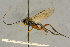  (Lamachus virgultorum - BC-ZSM-HYM-27445-F07)  @14 [ ] CreativeCommons - Attribution Non-Commercial Share-Alike (2016) SNSB, Staatliche Naturwissenschaftliche Sammlungen Bayerns ZSM (SNSB, Zoologische Staatssammlung Muenchen)