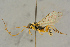  ( - BC-ZSM-HYM-27445-F08)  @11 [ ] CreativeCommons - Attribution Non-Commercial Share-Alike (2016) SNSB, Staatliche Naturwissenschaftliche Sammlungen Bayerns ZSM (SNSB, Zoologische Staatssammlung Muenchen)